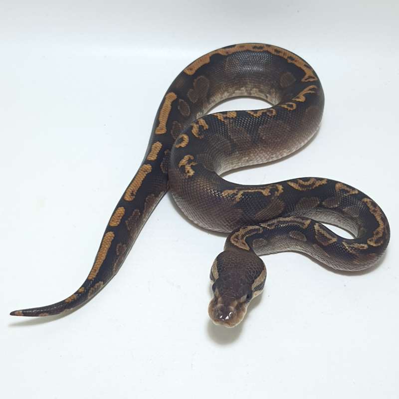 CINNAMON GHI Posshet DESERT GHOST