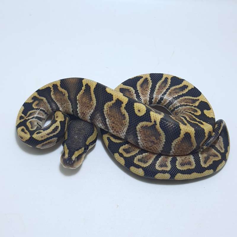 GHI Posshet DESERT GHOST