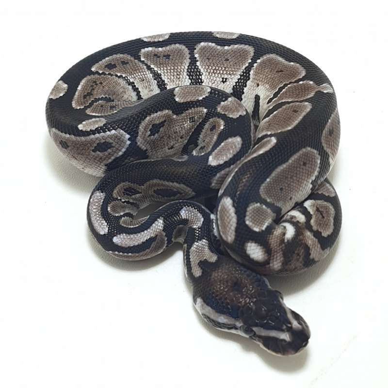 AXANTHIC Posshet PIED (TSK)