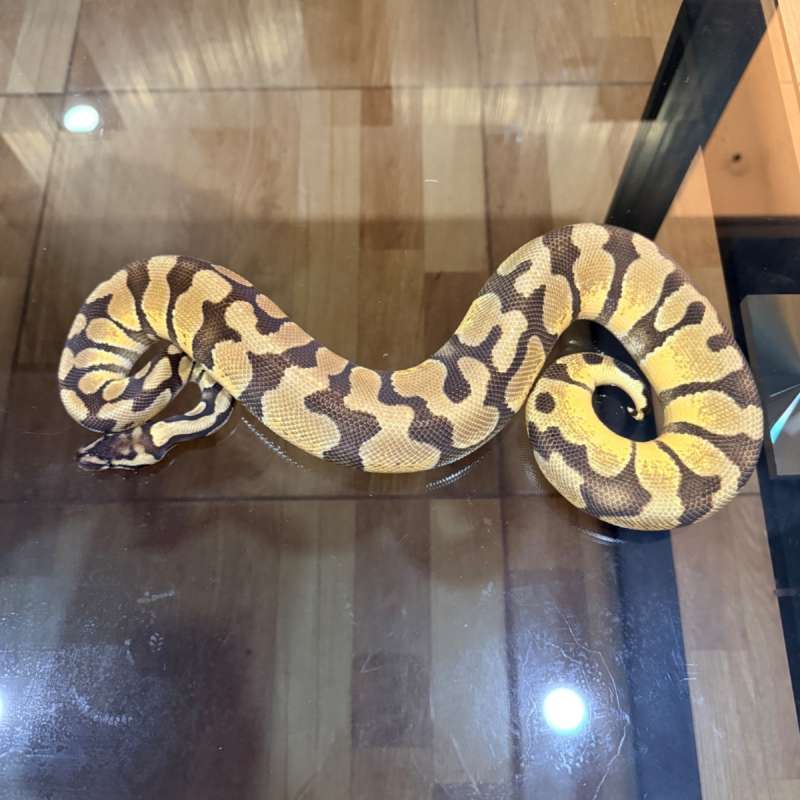 Firefly enchi het axanthic clown