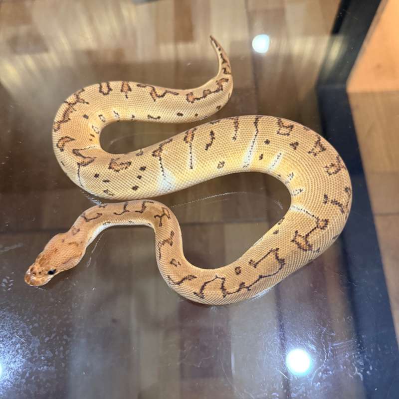 Pinstripe clown het lavender