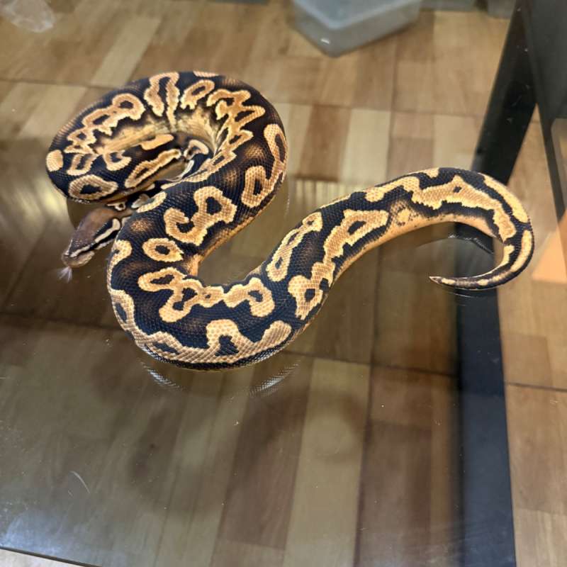 Orange dream black pastel yellow belly het pied