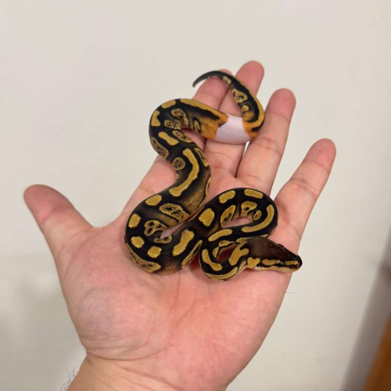 [SUPER RARE] WOOKIE DH CLOWN PIED w/ RINGER