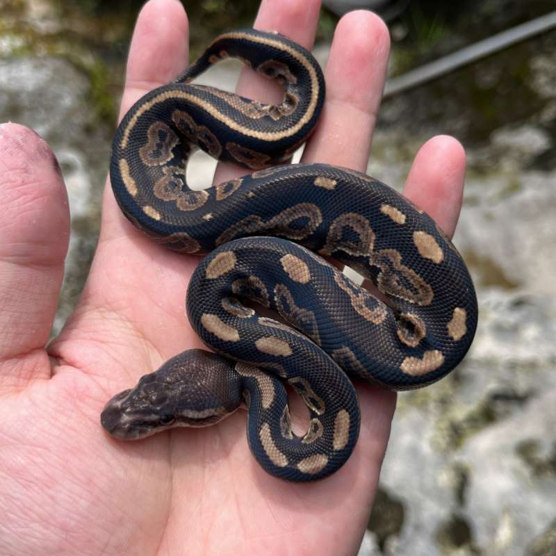 BP CINNAMON POSS OD PH PIED ALBINO