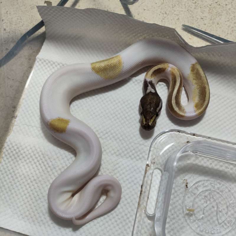 Mojave blackpas pied