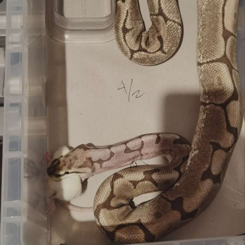 F Spider Fire 100% het VPI Axanthic