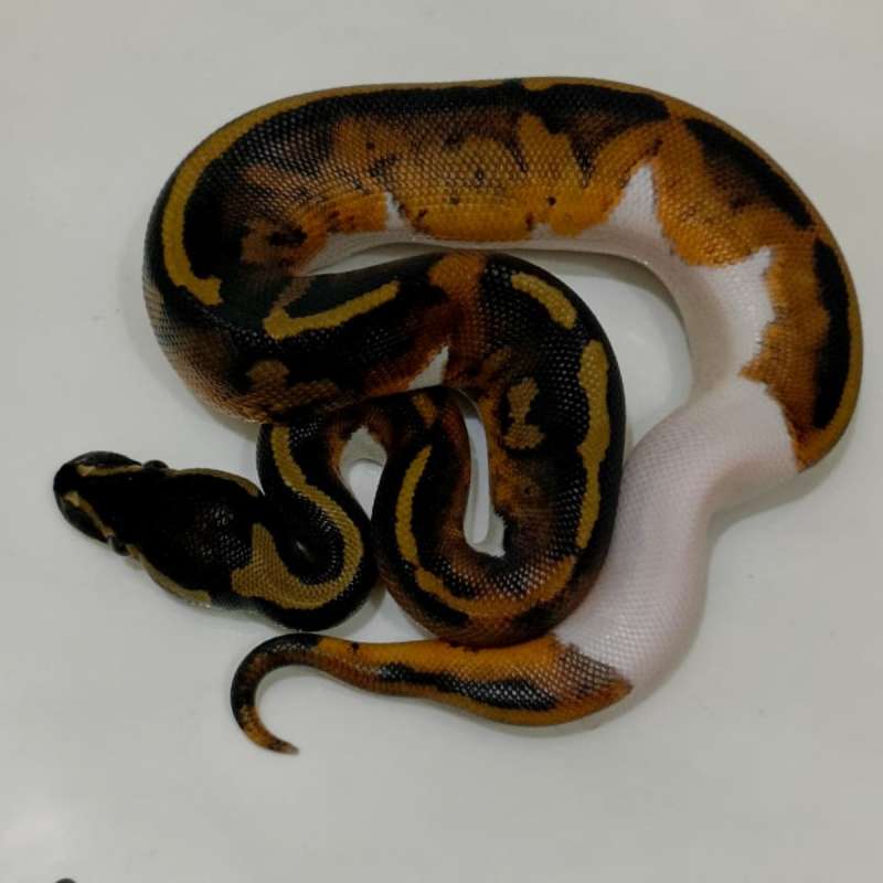 Pastel Paid Dh Clown an lavender Hight White