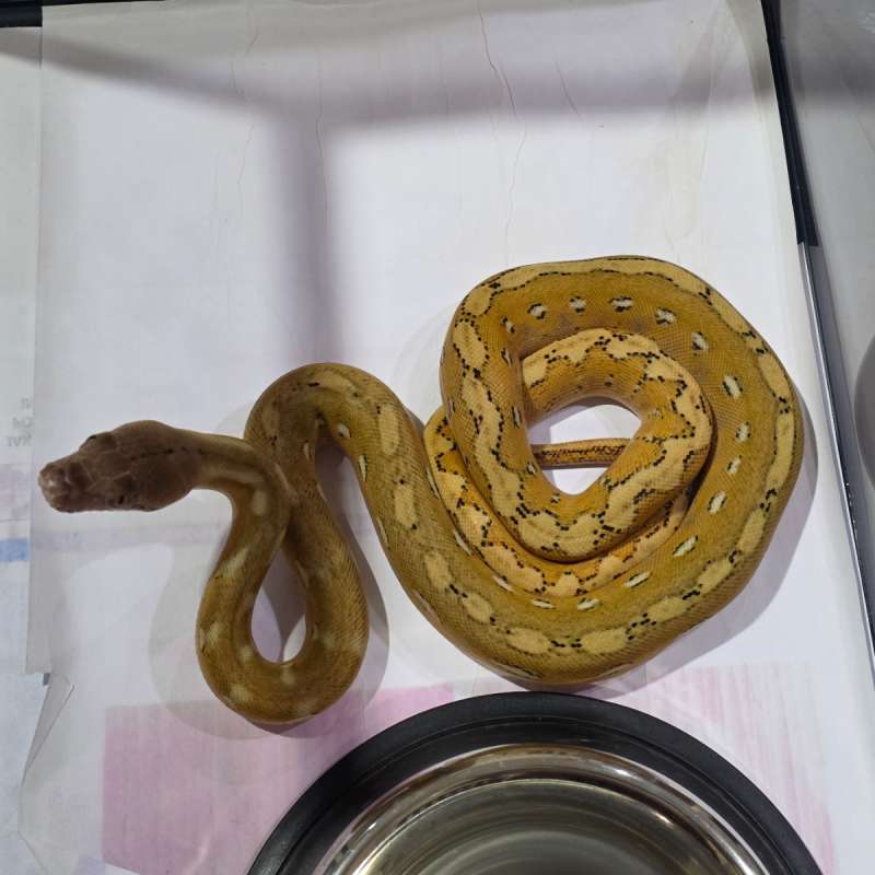 Retic Bacan Platinum Het Albino F