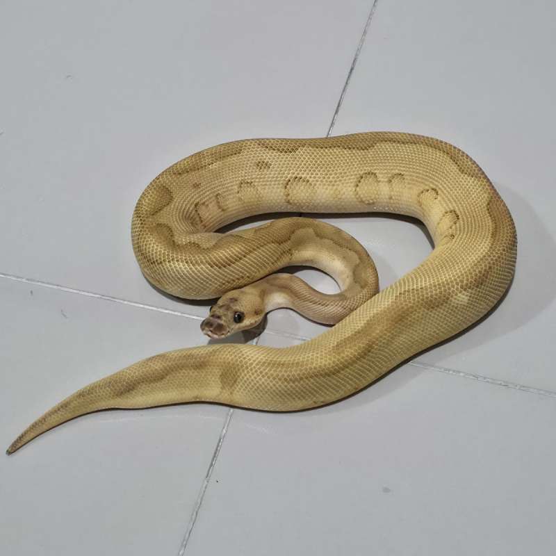 Male Butter Leopard Clown