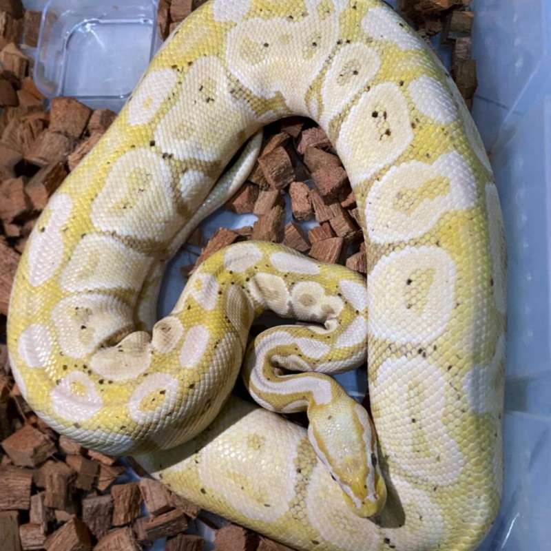 Banana pastel lesser pH clown female