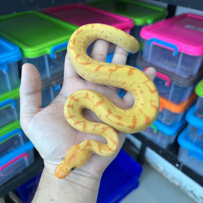 F Banana Yellowbelly Pins Clown