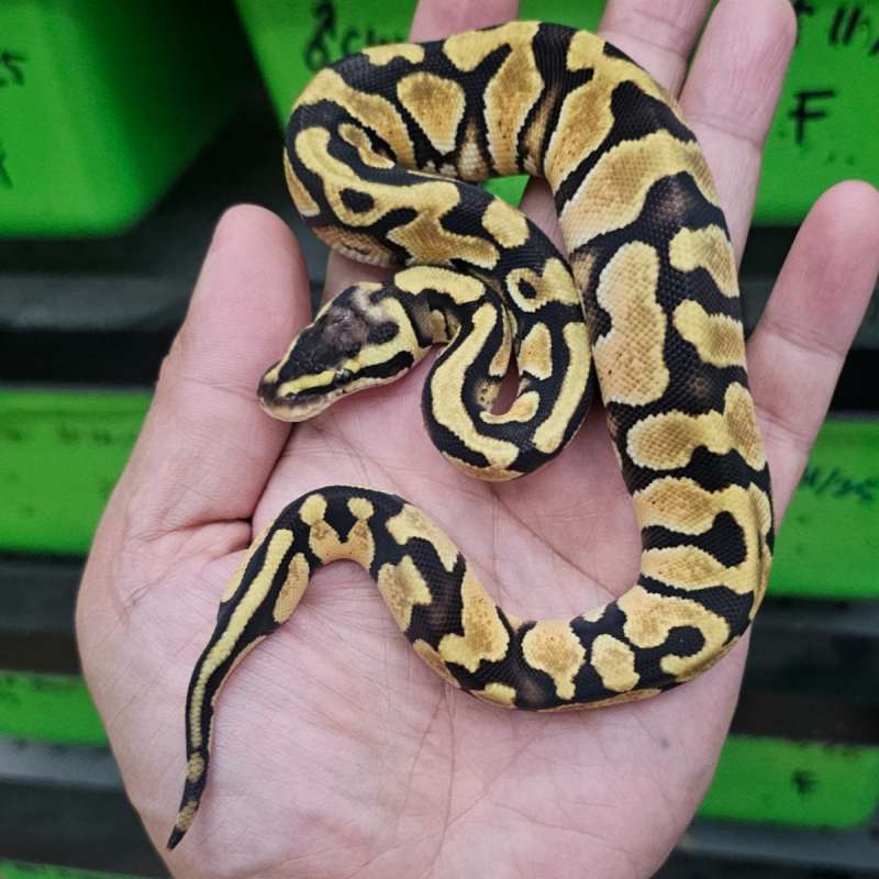 ENCHI PASTEL YELLOW BELLY HET PIED POSS HET LAVENDER