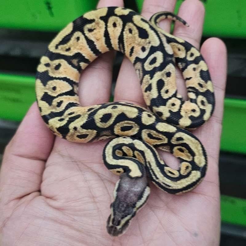 PASTEL YELLOW BELLY DOUBLE HET CLOWN HYPO