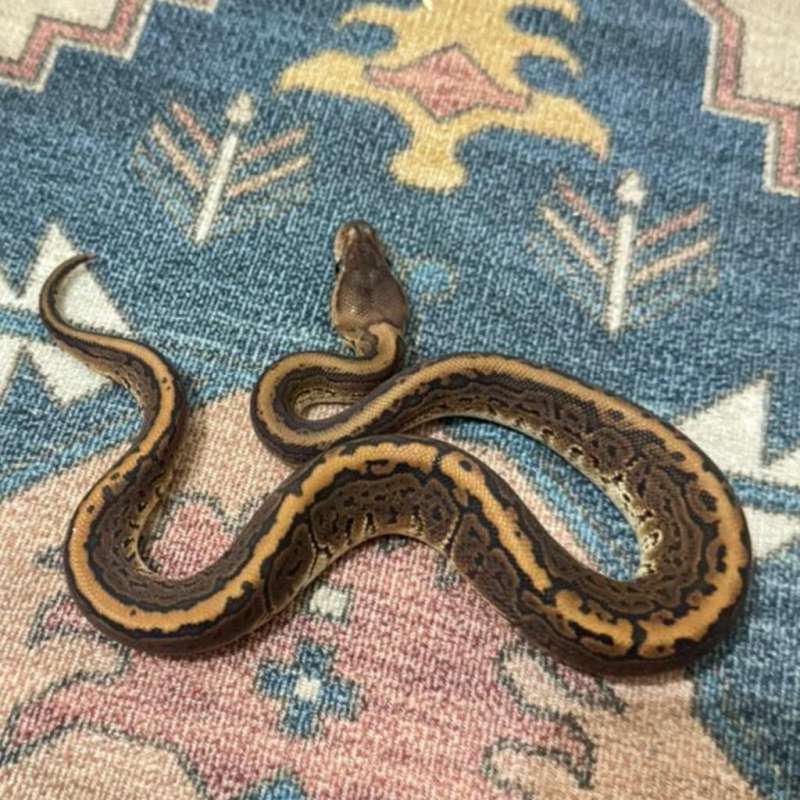 Black Pastel Pinstripe Het Albino