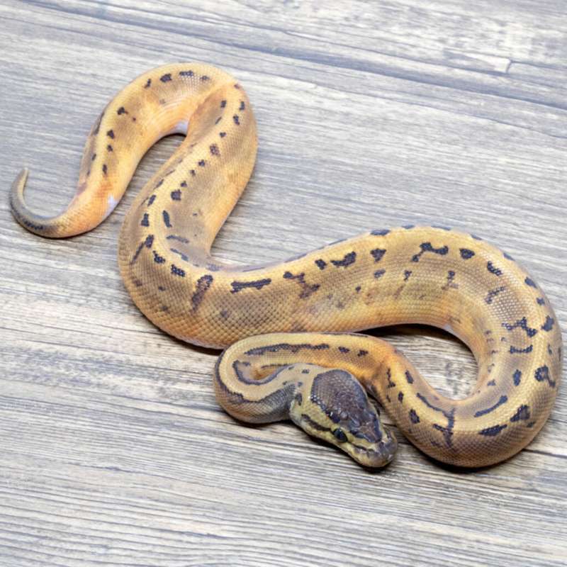 PINSTRIPE PIED HET LAVENDER