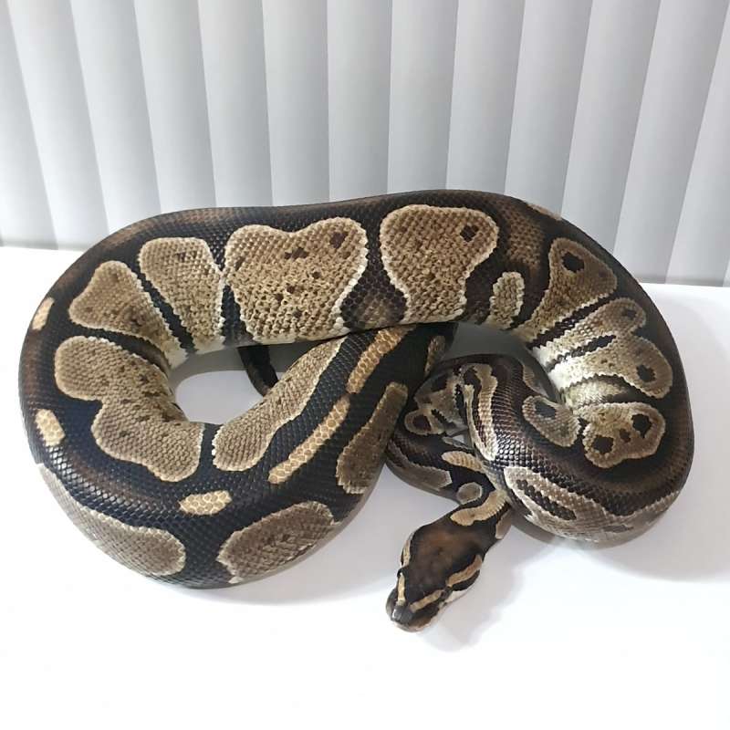 DOUBLE HET AXANTHIC PIED (TSK) PROOVEN
