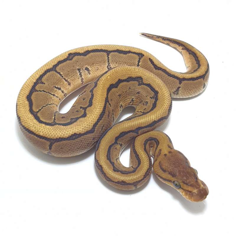 PINSTRIPE HET ALBINO