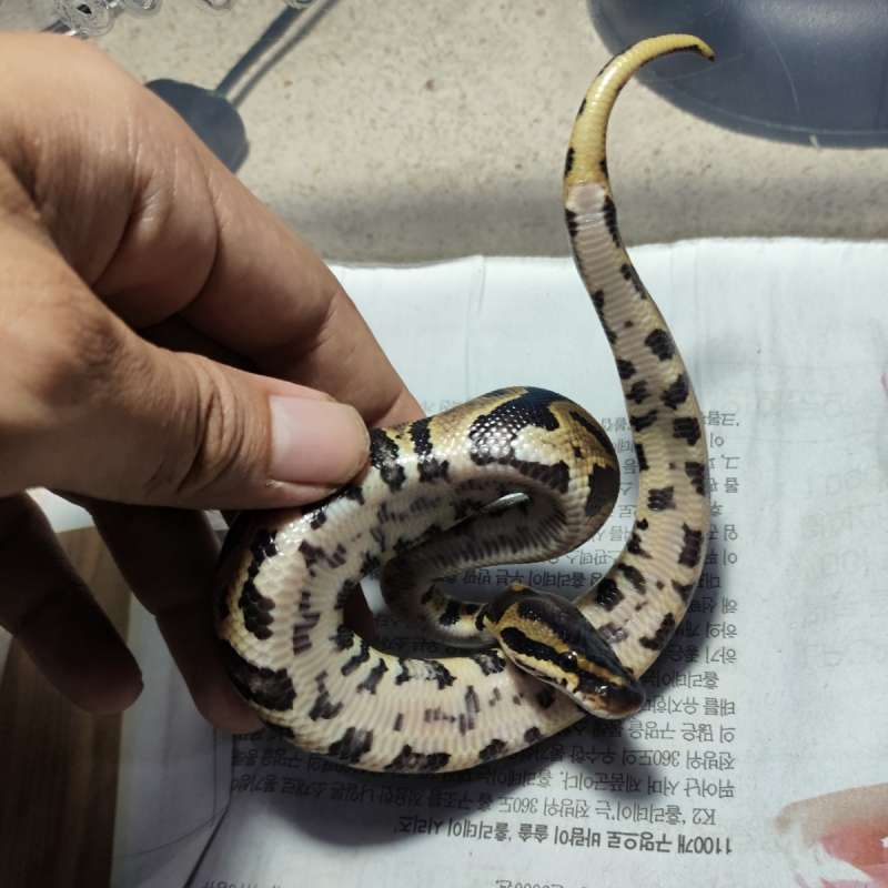 Leopard het clown poss gravel