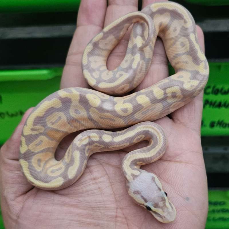 BANANA SUPER PASTEL MOJAVE HET PIED POSS HET LAVENDER