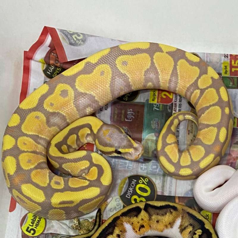 banana yb/gravel 66% het clown