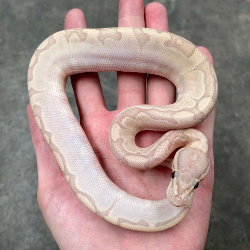 banana bamboo poss gravel ph clown hypo