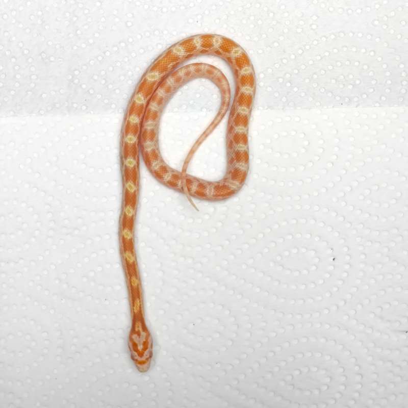 Cornsnake butter het motley