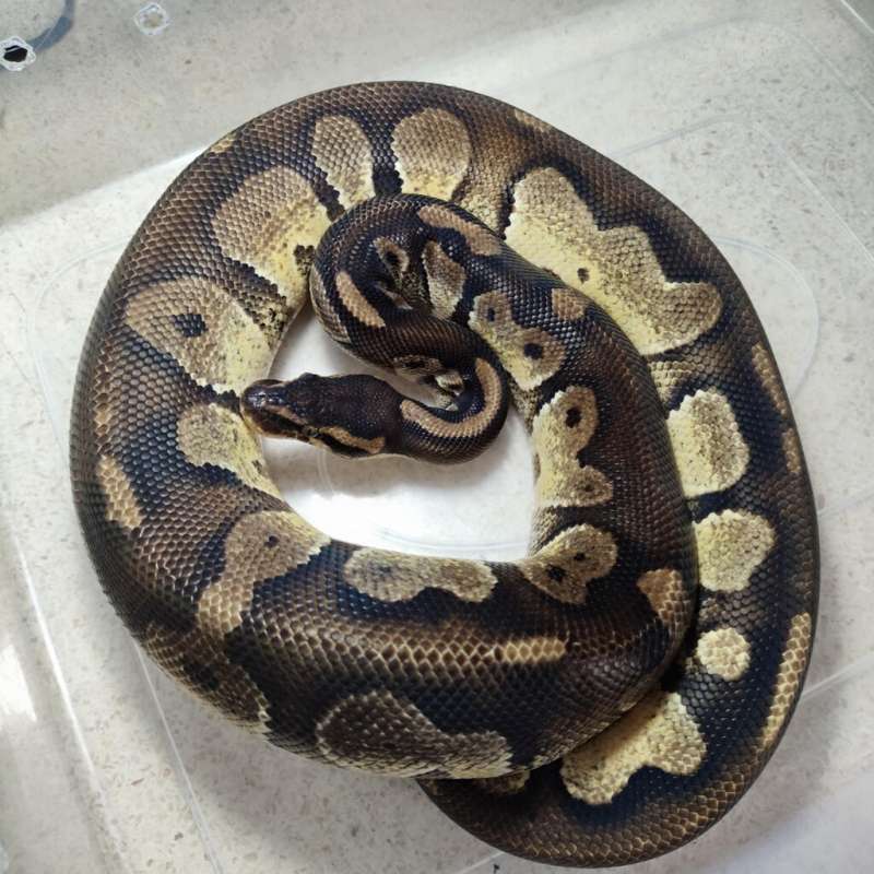 Proven. Blackhead pastel ph clown