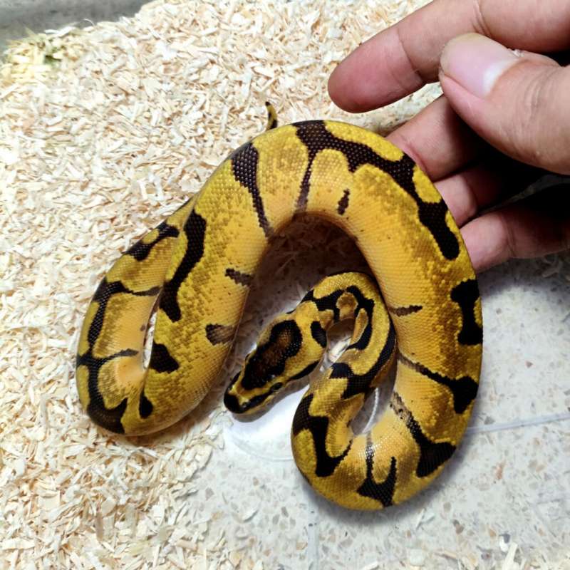 Super enchi het hypo