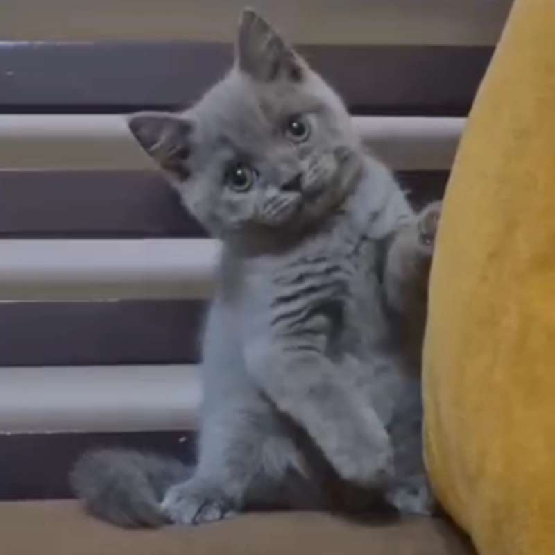 Kucing kitten British shorthair Super gemoy