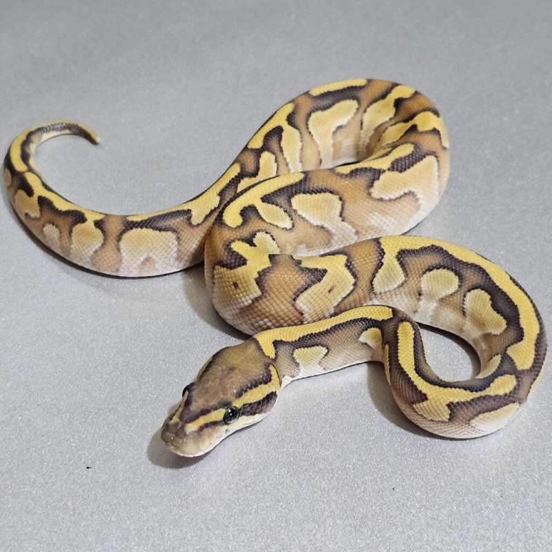 Enchi Mojave Hypo +