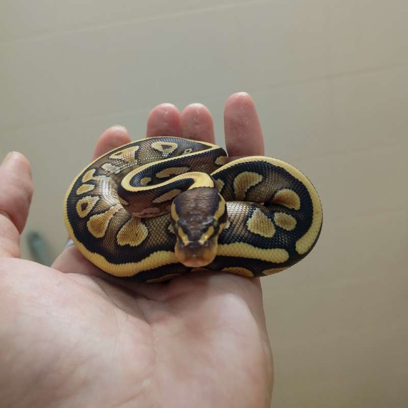 Butter poss het wookie