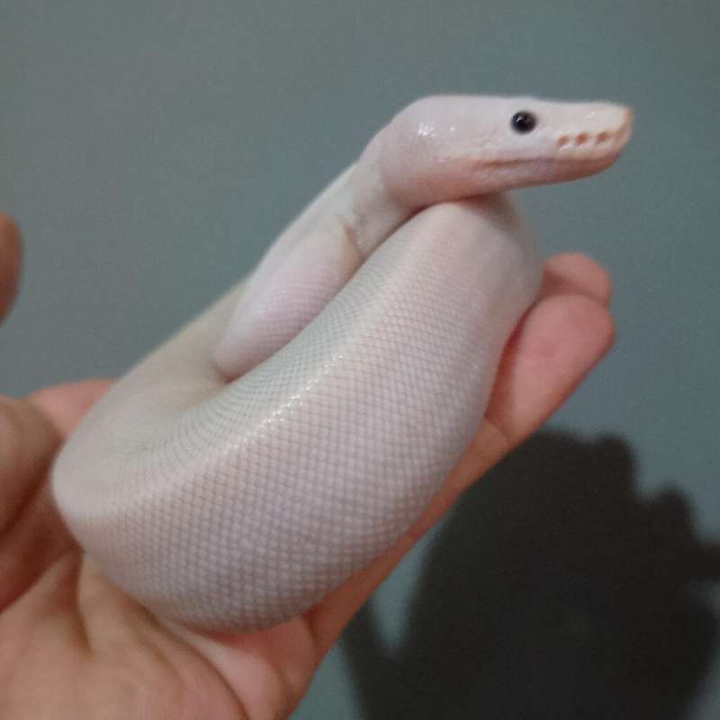 White wedding si bodas