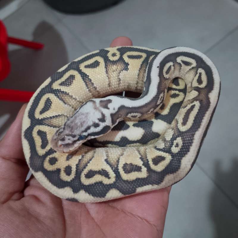 Pastel lesser spotnose het clown