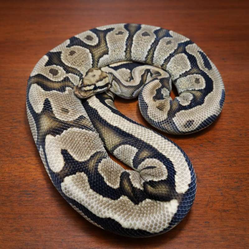 Vanilla mocca yellowbelly female