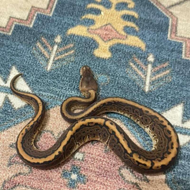 Black Pastel Pinstripe Het Albino