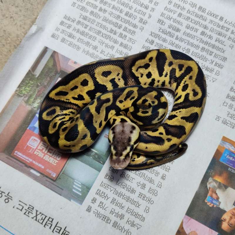 Leopard pastel gravel het clown