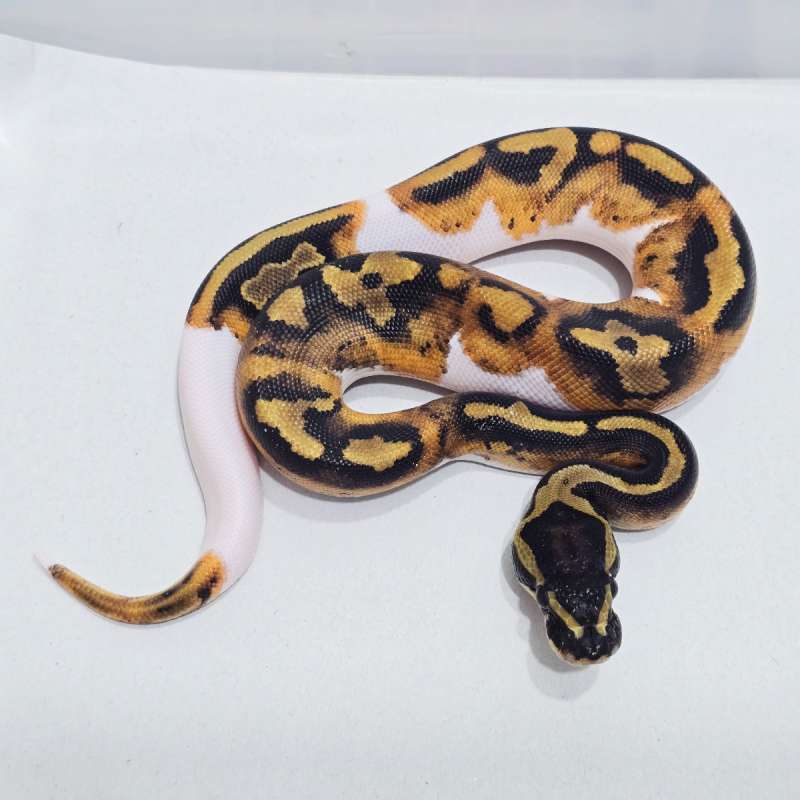 Piebald (Pied) High Contrast