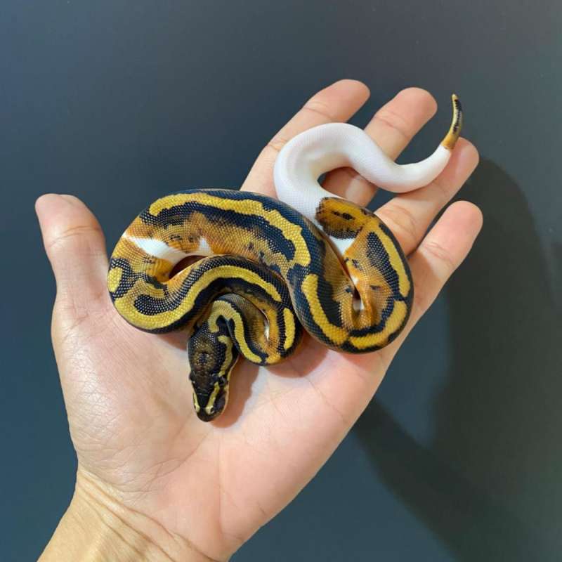 F - Pied ph Lavender