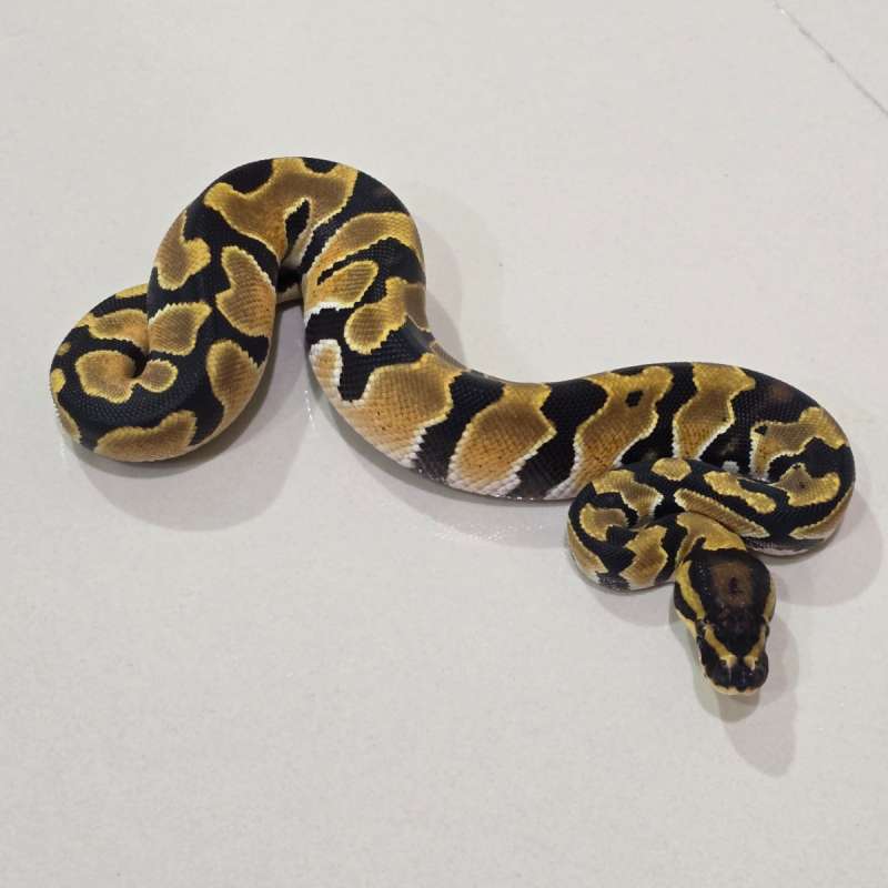 Female Orange Dream 66% DH Pied Clown PH DG