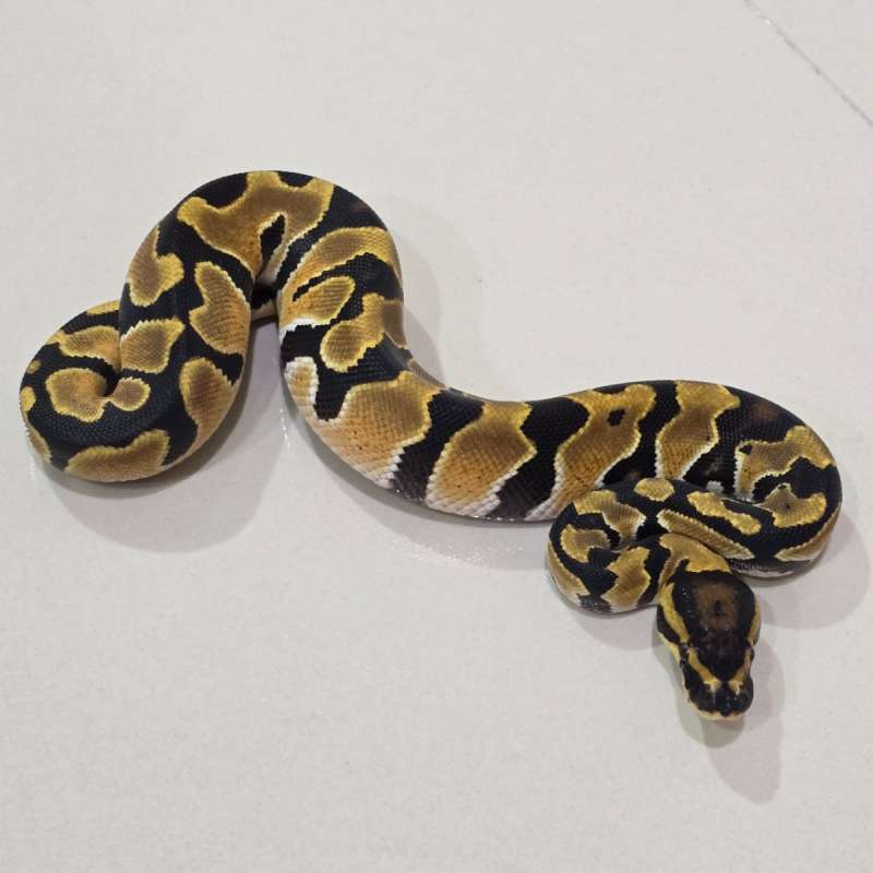 Orange Dream 66% DH Pied Clown PH DG