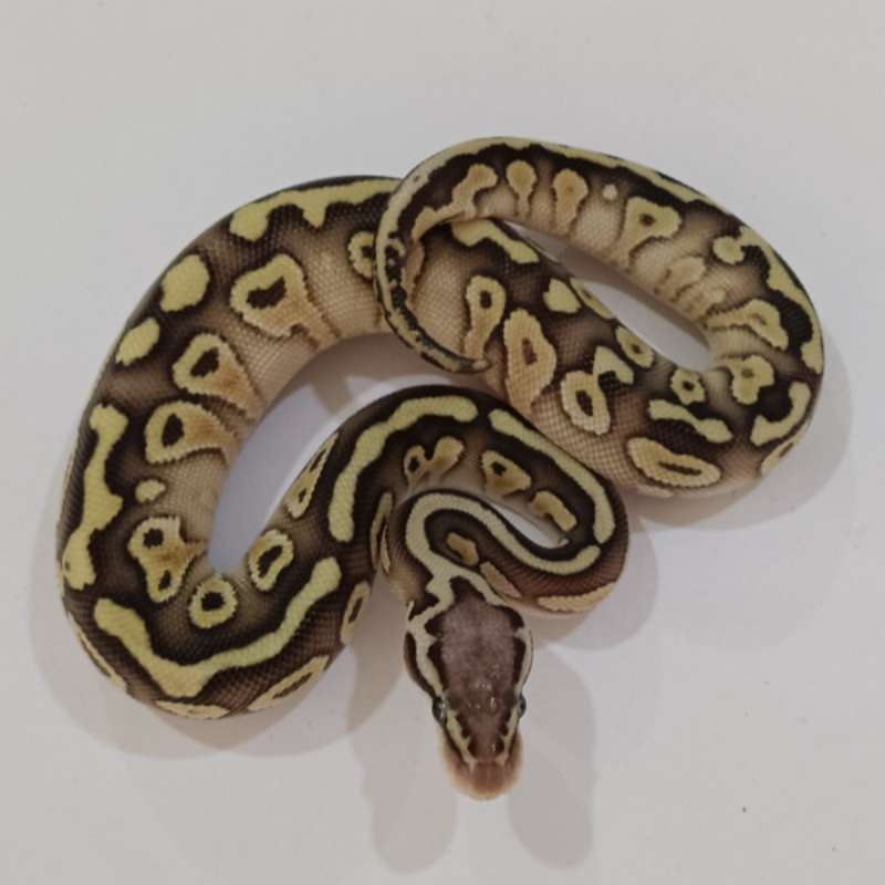 F. Red Stripe Lesser Pastel het Clown ♀️