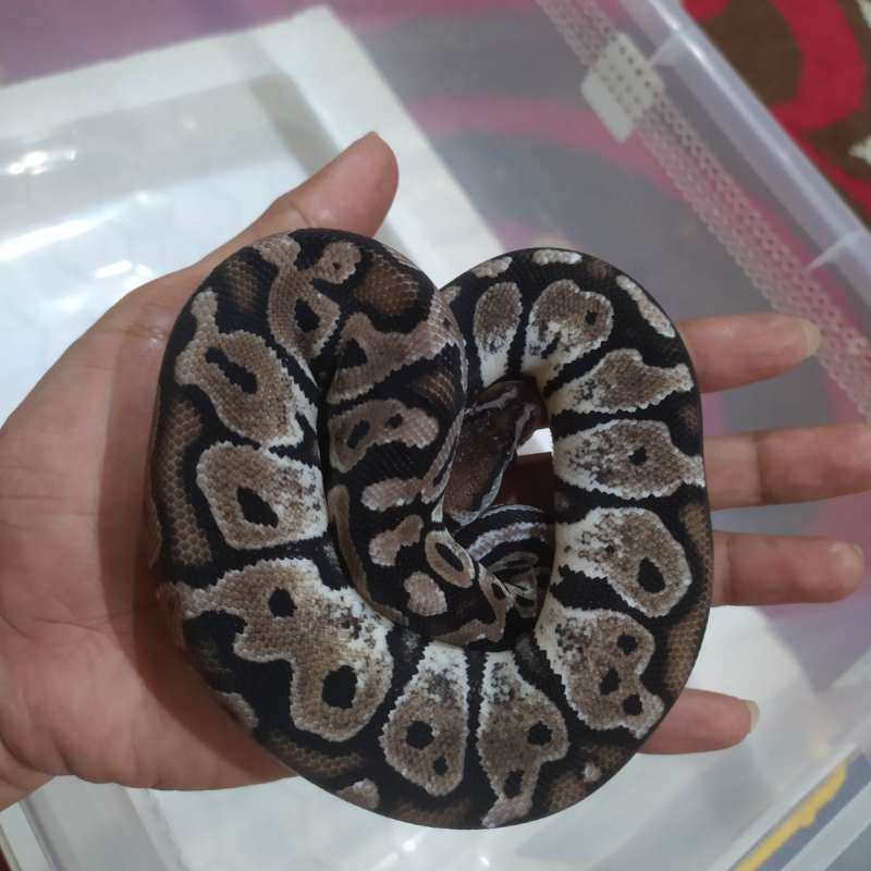 Ball Python Butter Axanthic TSK PH Clown