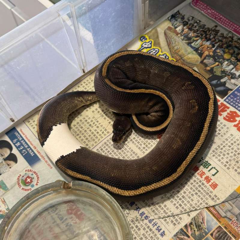 WOOKIE CINNAMON HET CLOWN FEMALE