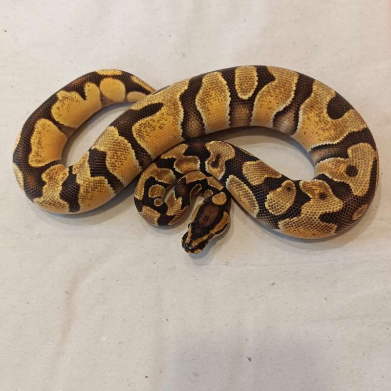 Enchi Orange Dream Het Genetic Stripe