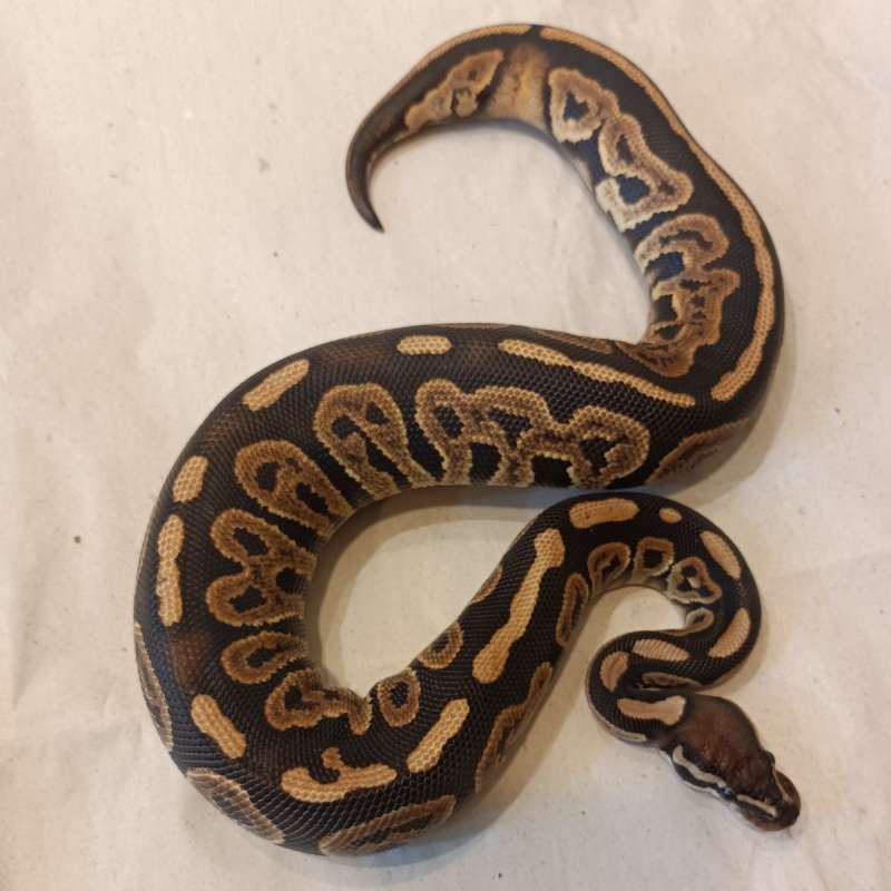 Black Pastel Possible Het Ultramel pied