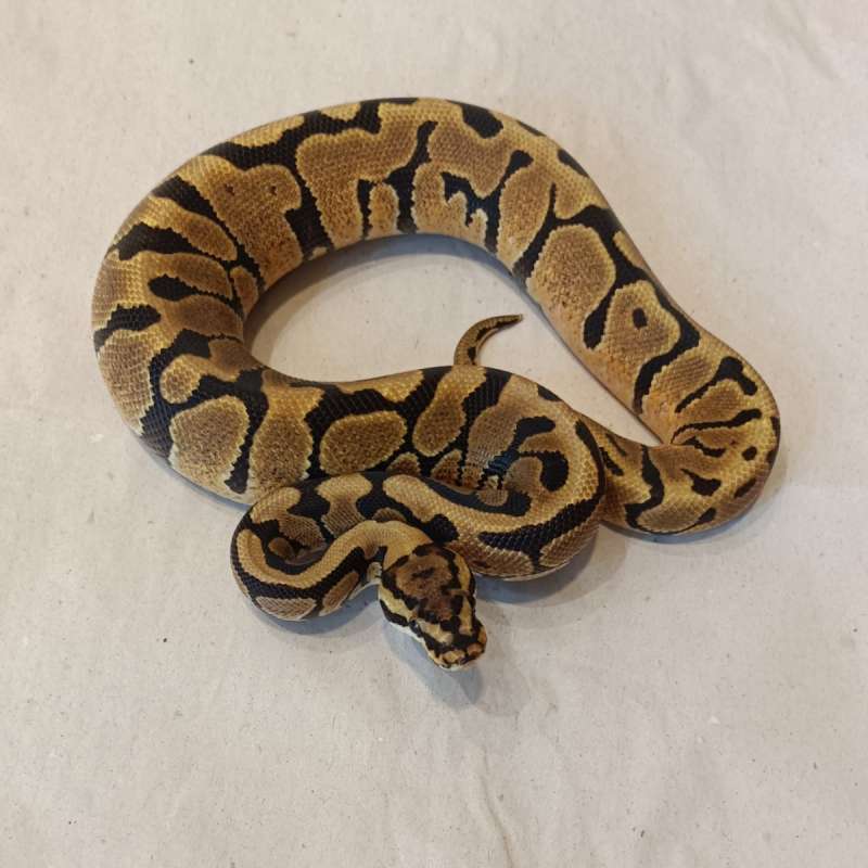 Spotnose Enchi Het Clown