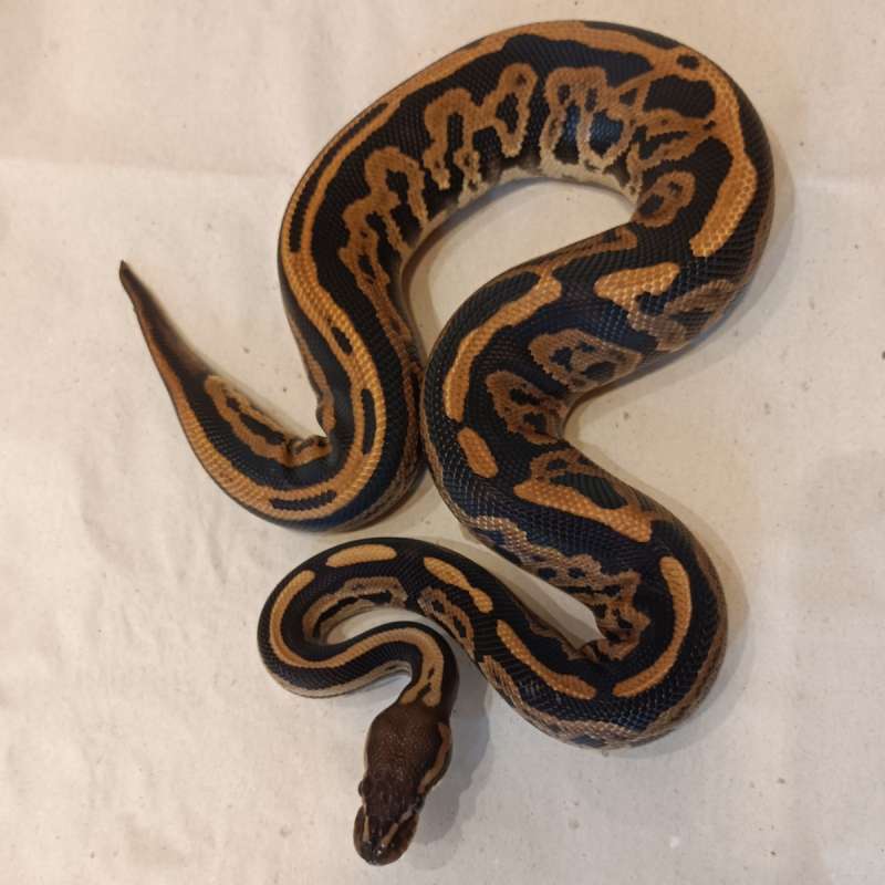 Black Pastel Leopard Possible Het Ultramel Pied