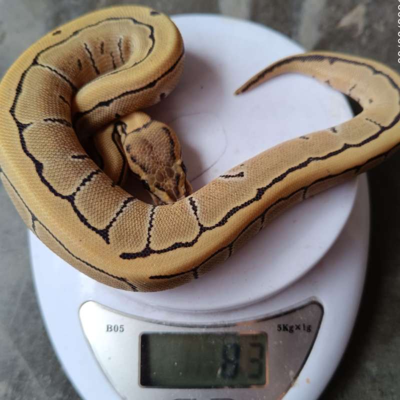 PINSTRIPE DESERT GHOST (F)