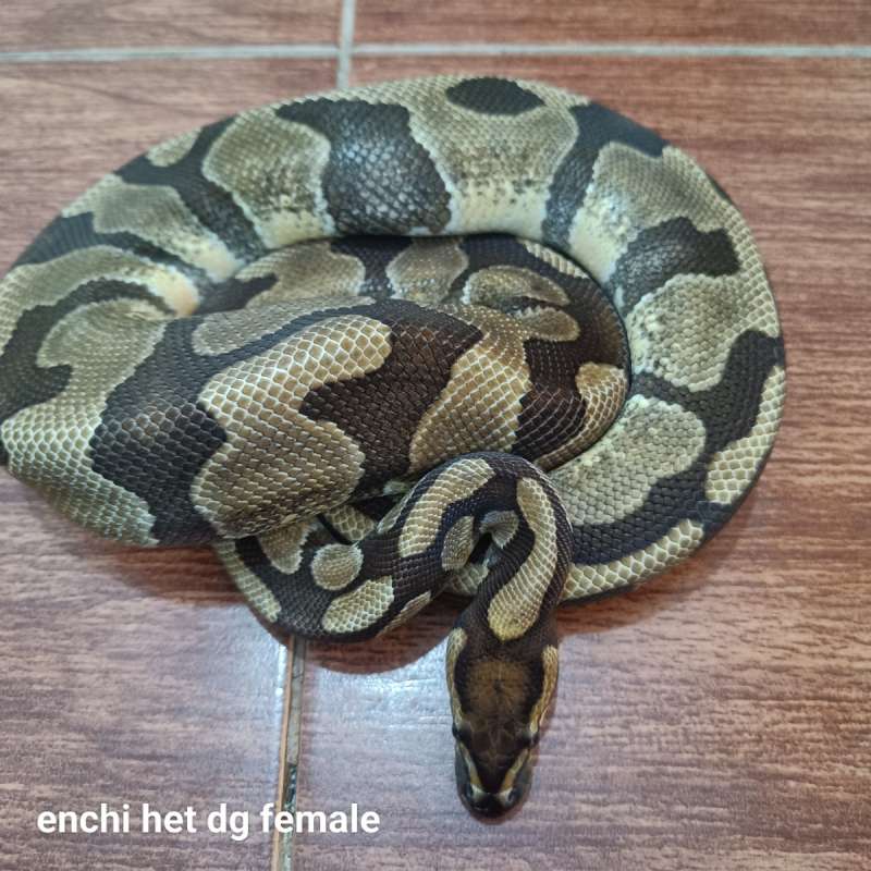 Ballpython Enchi het dg female