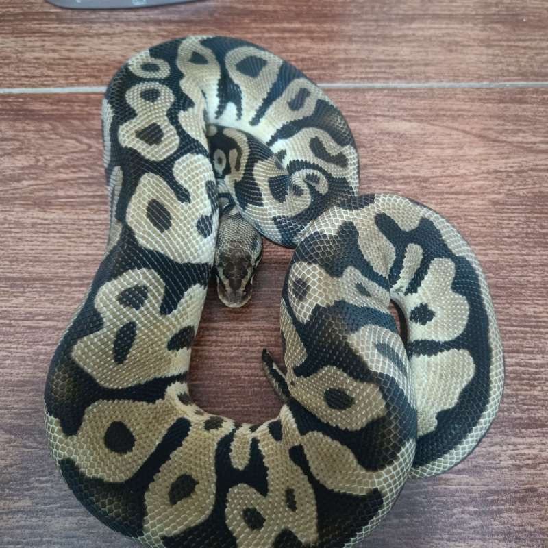 Leopard pastel het dg female